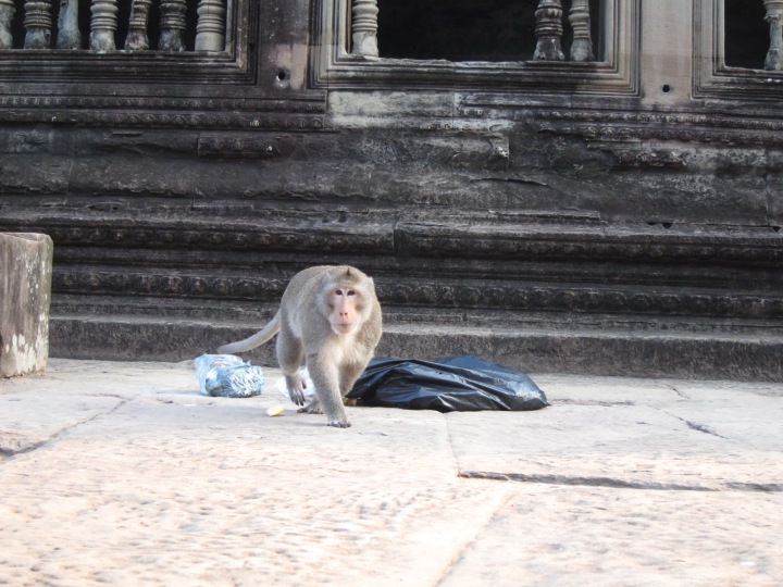 Monkey in Angkor Wat!